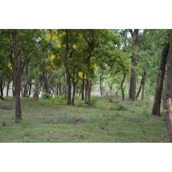 Natural Sandalwood Plants